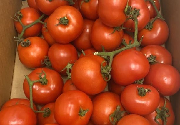 Herzog Großhandel Bio Produkte Sortiment Tomaten