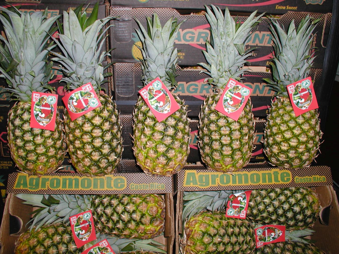 Herzog Großhandel Exotische Früchte Sortiment Ananas