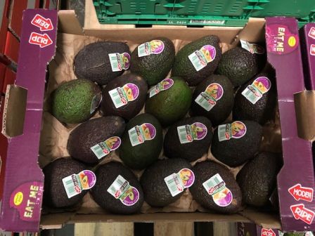 Herzog Großhandel Exotische Früchte Sortiment Avocados