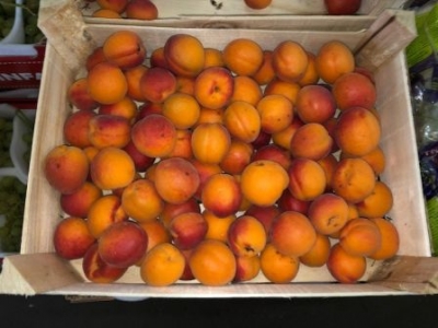 Herzog Großhandel Frisch Obst Sortiment Aprikosen Marillen