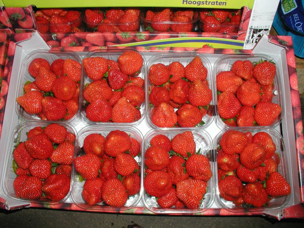 Herzog Großhandel Frisch Obst Sortiment Erdbeeren